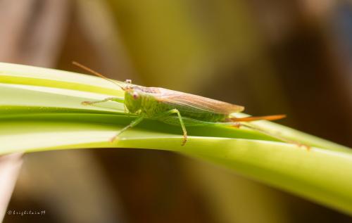 Conocephalus fuscus